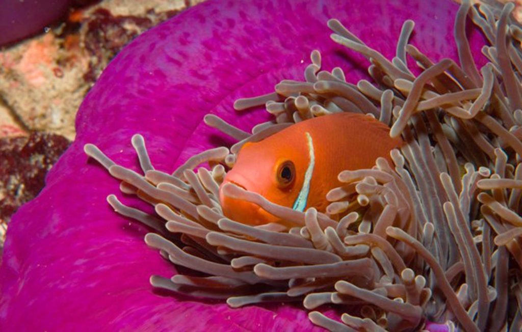 Maldive, Anemone