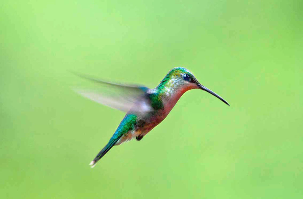 Costa Rica, colibrì