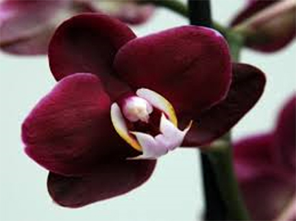 Orchidea, foto Google