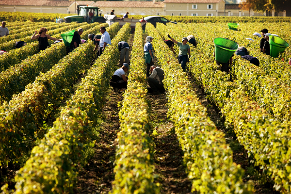 Bordeaux, vigneto