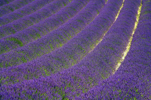 Lavanda, simbolo della Provenza