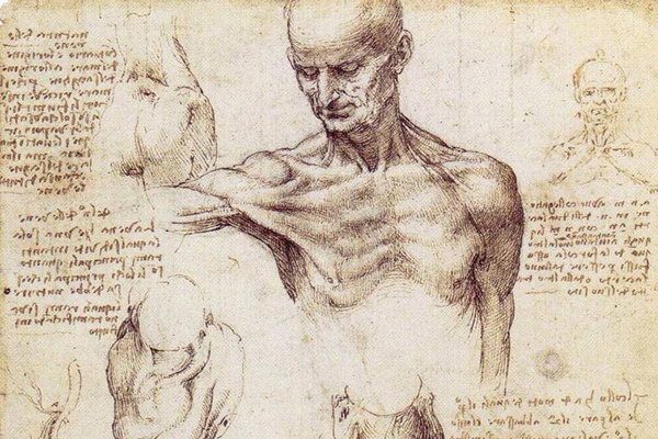 Schizzo anatomico