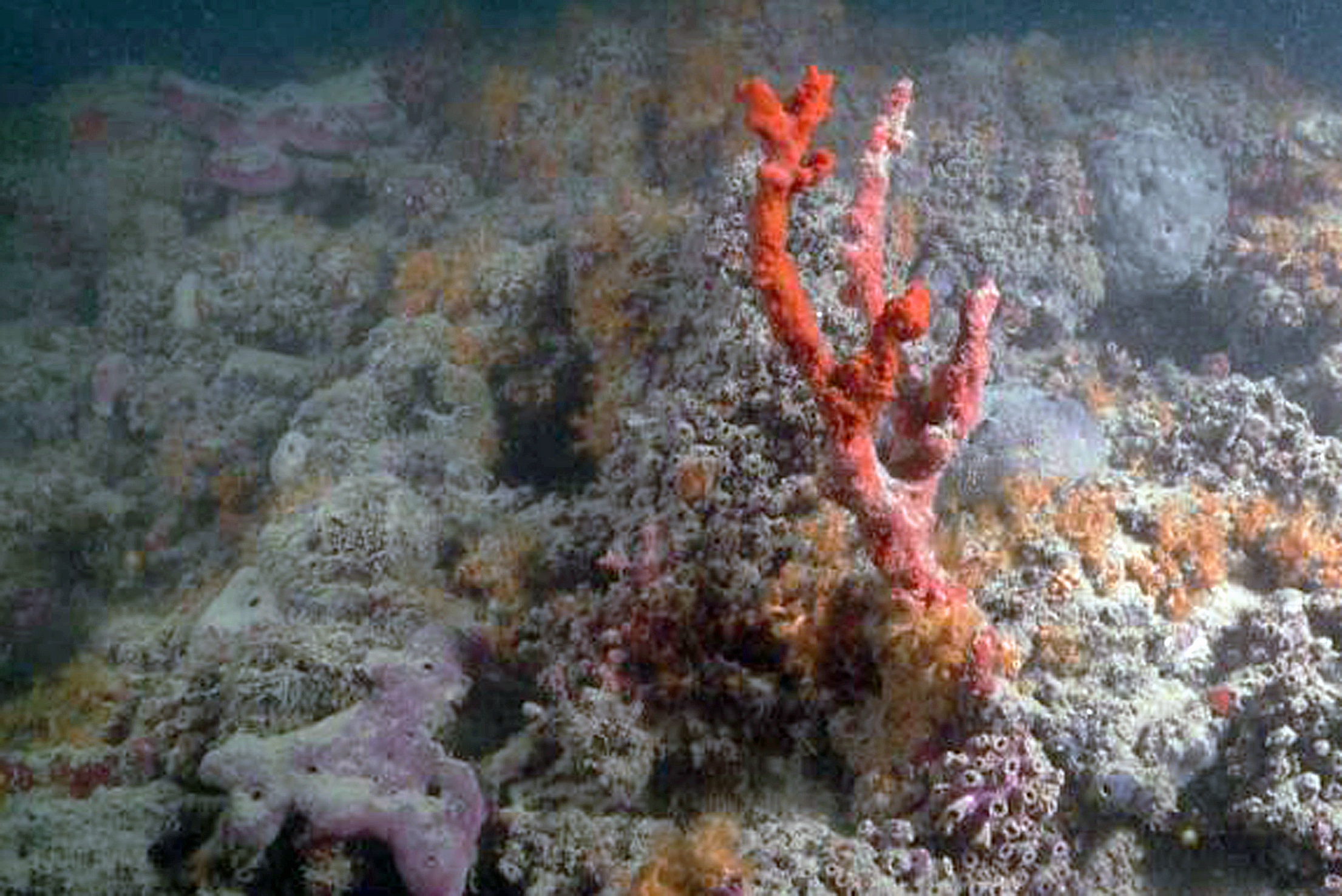 Coralli e ostriche, le barriere segrete sotto il mare di Puglia