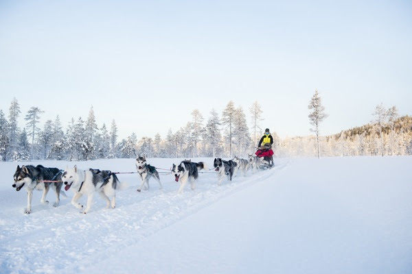 Tour con cani da slitta con Aurora Borealis adventures © Thea Holmqvist