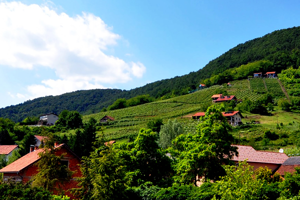 Vigneti sulle colline nella Croazia interna (Ph. M. Ceccaioni)