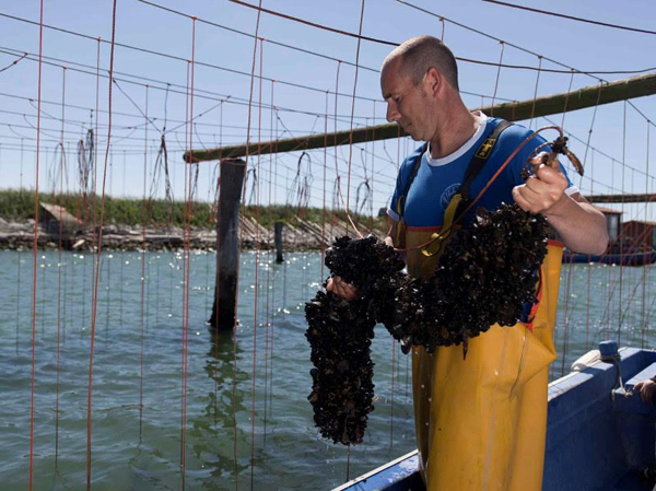  Le cozze di Scardovari Dop