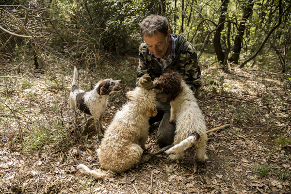  Caccia al tartufo