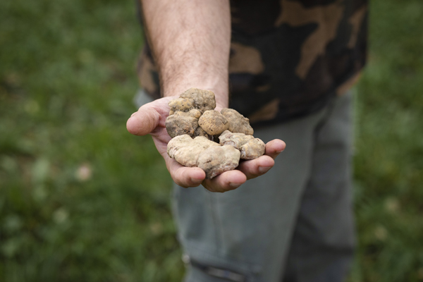 Ricerca del tartufo Ph. Alessandro Sgarito Archivio Ente Turismo LMR