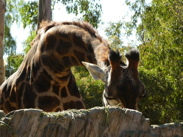 San Diego, zoo